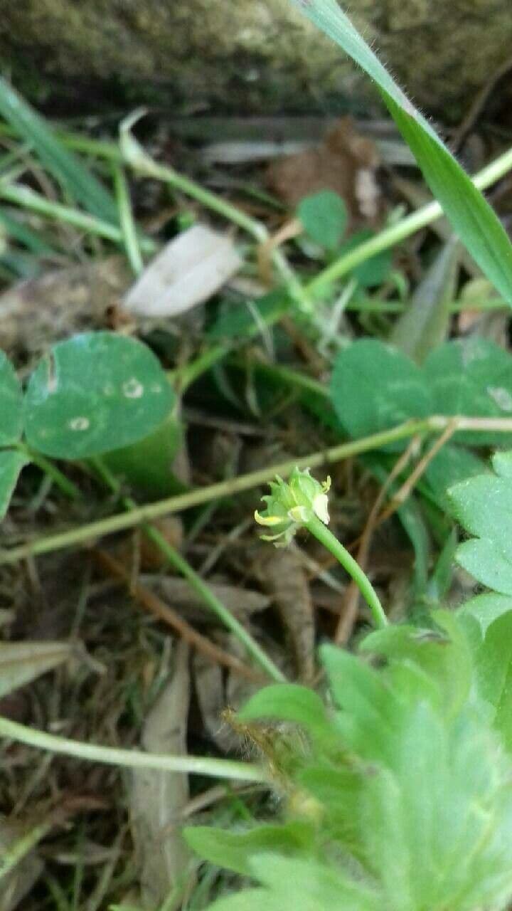 Ranunculus parviflorus 3