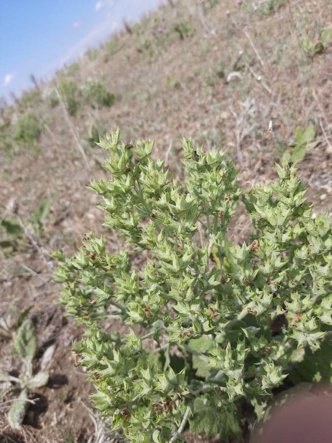 Salvia etiope 14