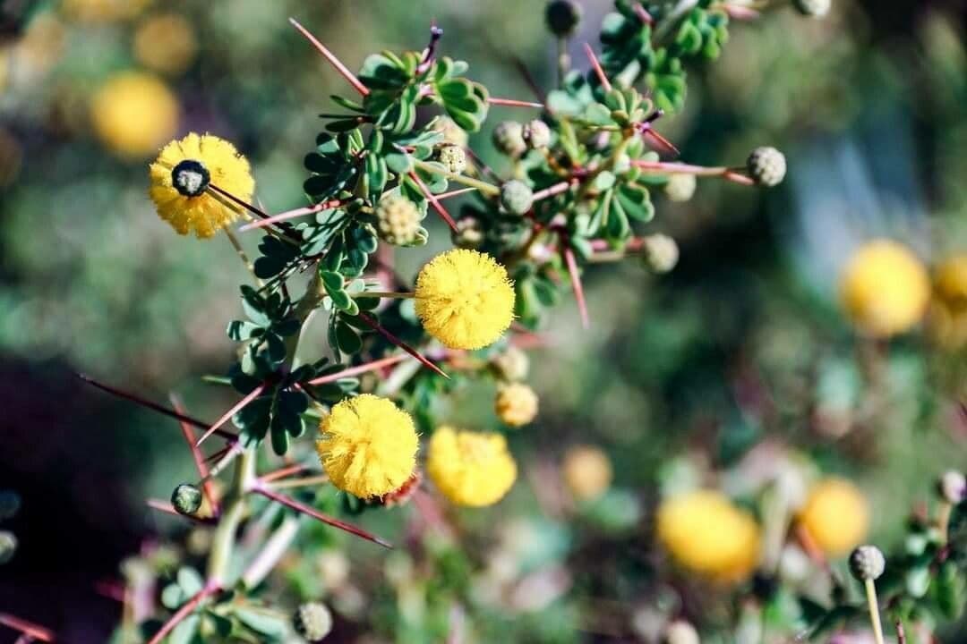 Acacia pulchella 2