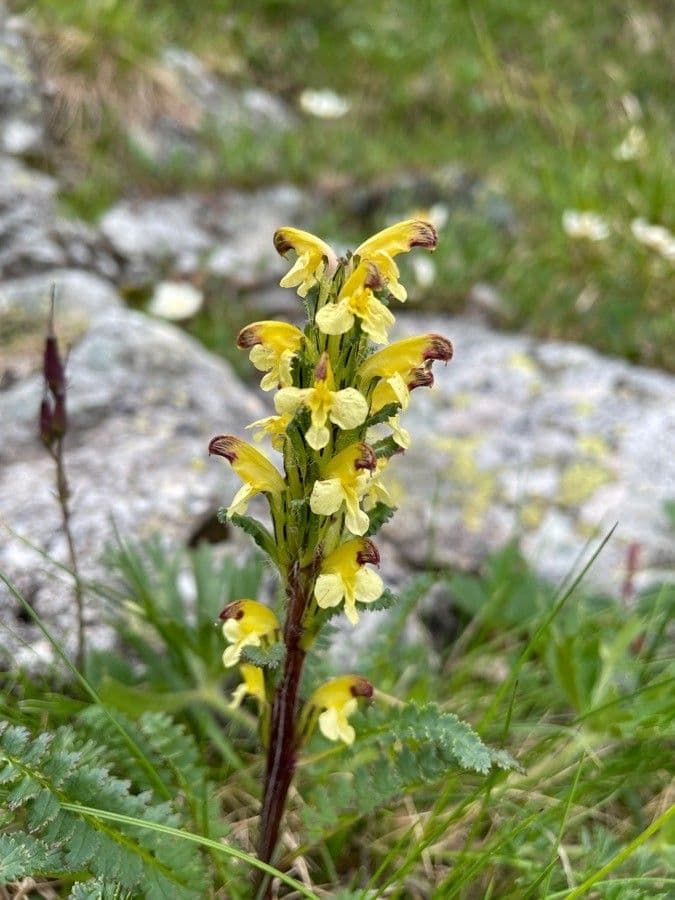 Pedicularis di Oeder 5