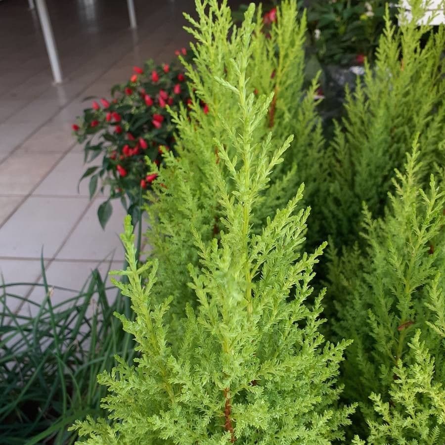Cipresso di Monterey 18