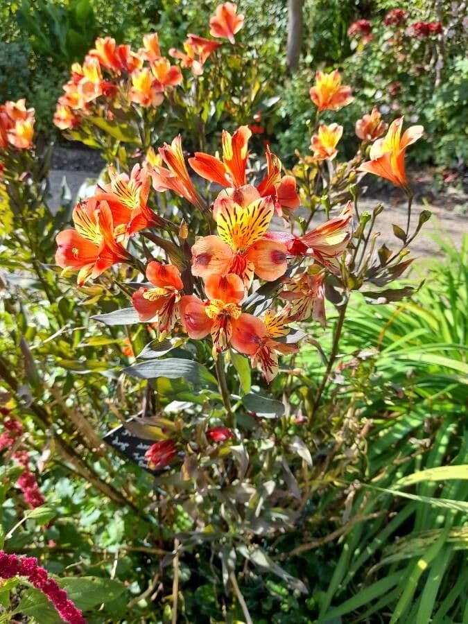 Alstroemeria aurea 11