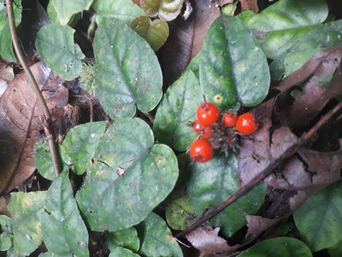 Geophila 4