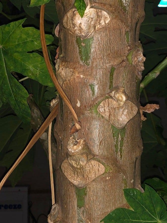 Papaya 22