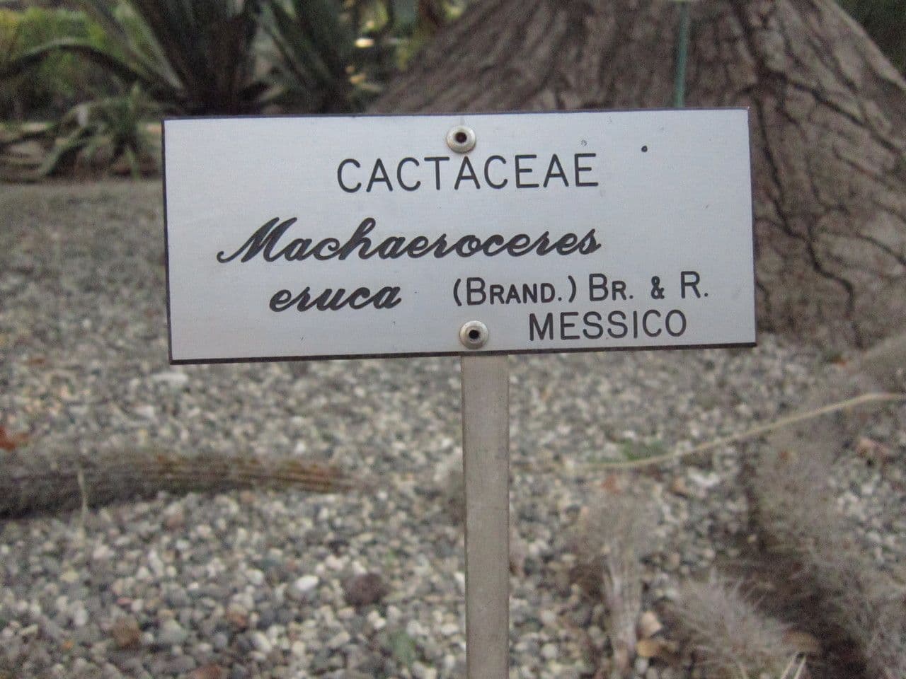 Chirinola 10