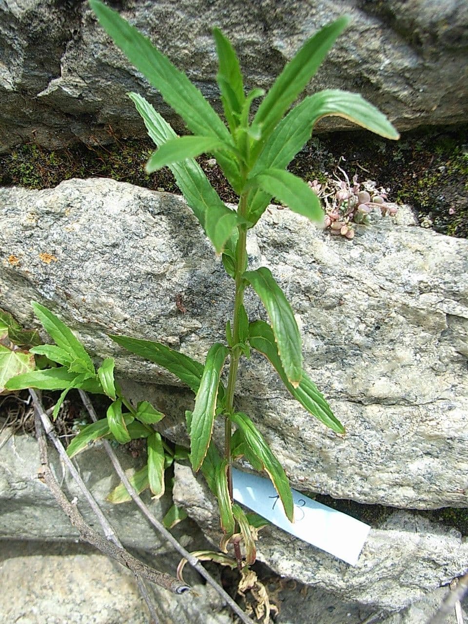 Garofanino quadrangolare 12
