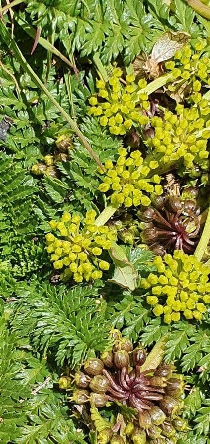 Haplosciadium abyssinicum 2