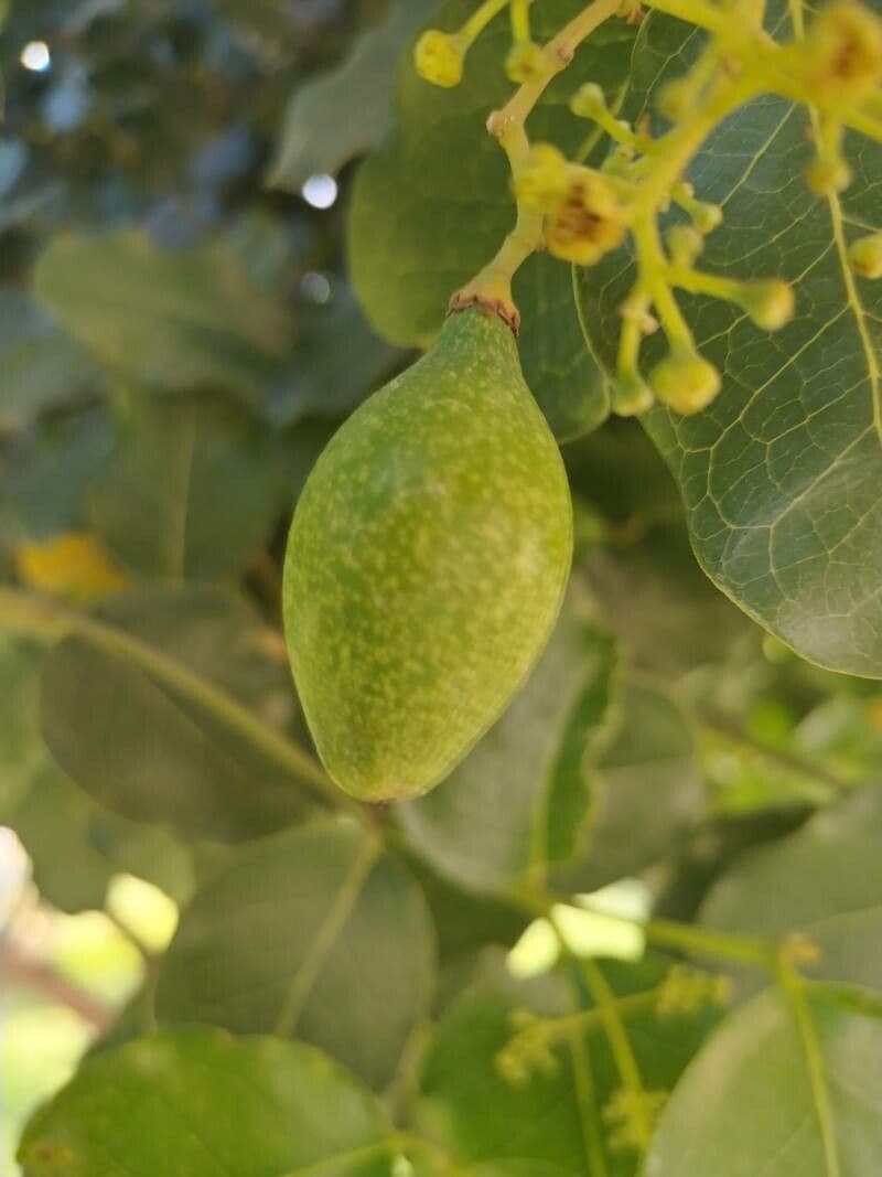 Bellota
