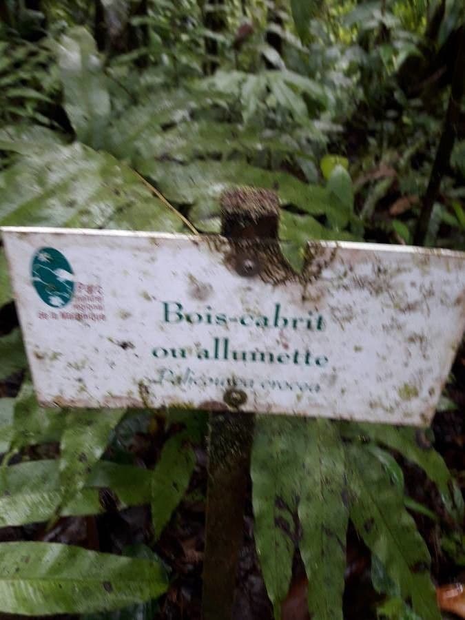 Palicourea crocea 24