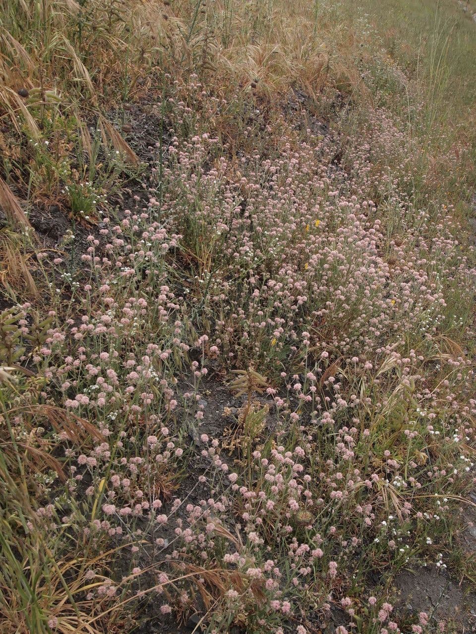 Chorizanthe 7