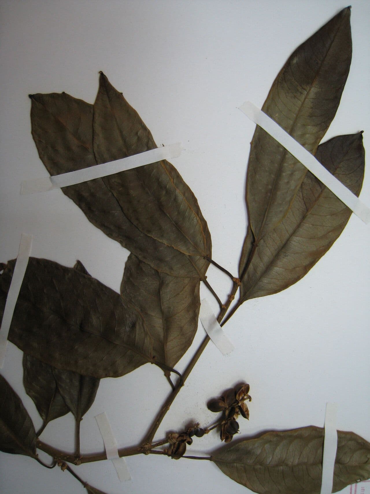 Drüsiges Milchkraut 24