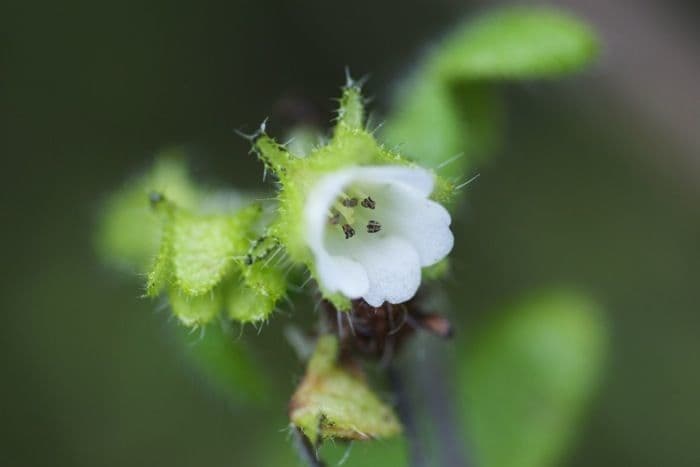 Pholistoma 7