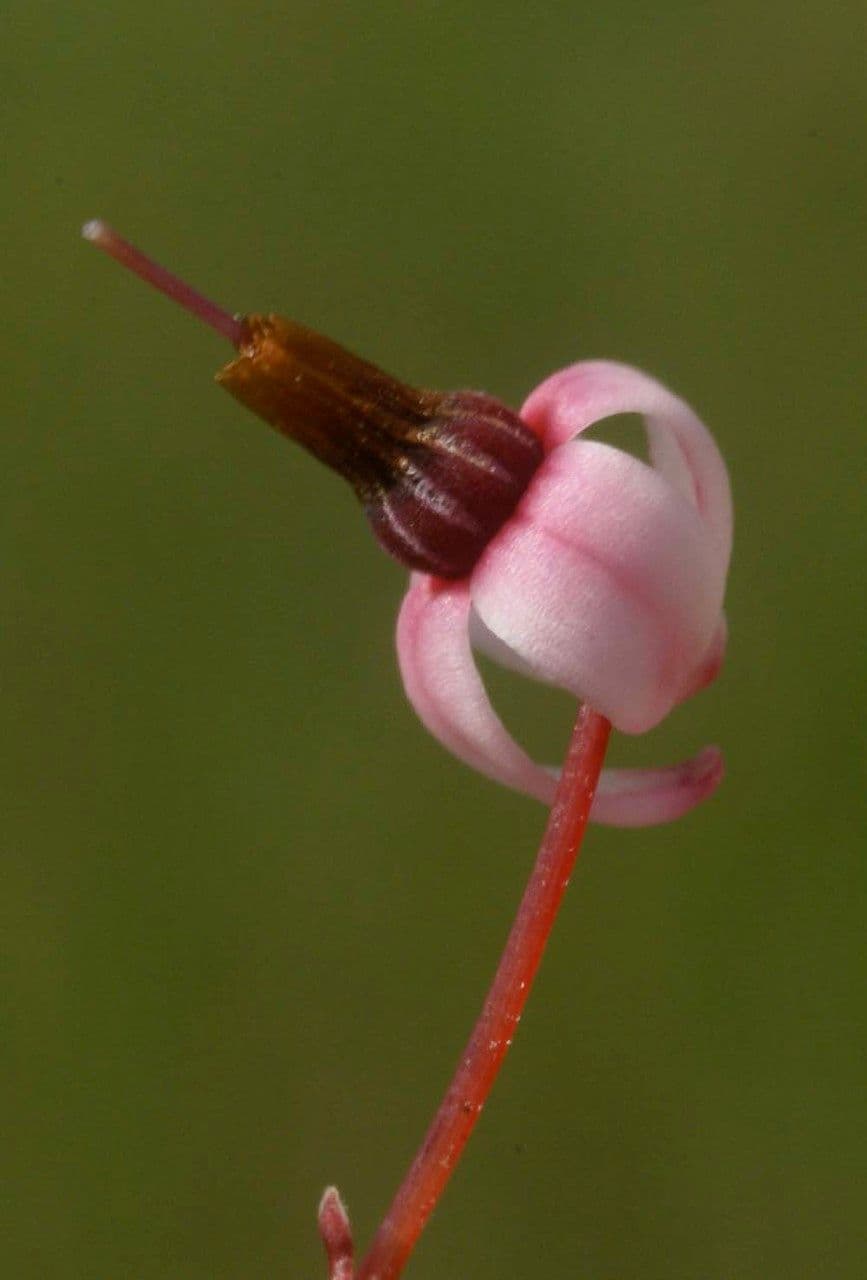 Vaccinium microcarpum 10