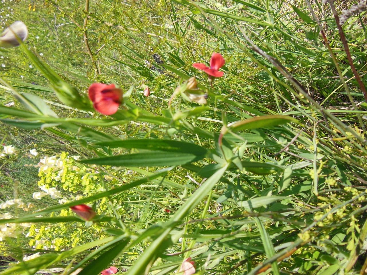 Cicerchia 27