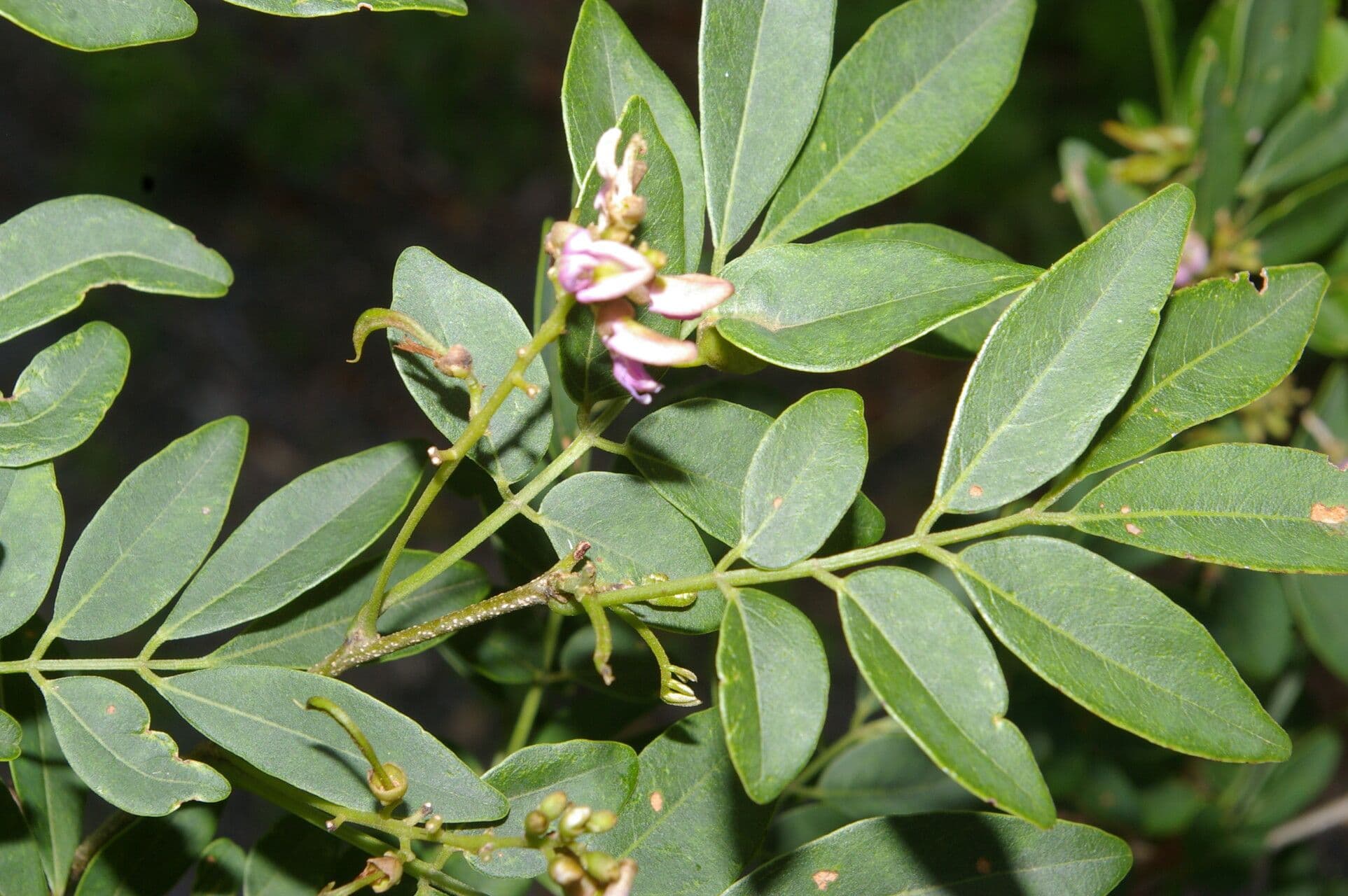 Lonchocarpus lanceolato 2