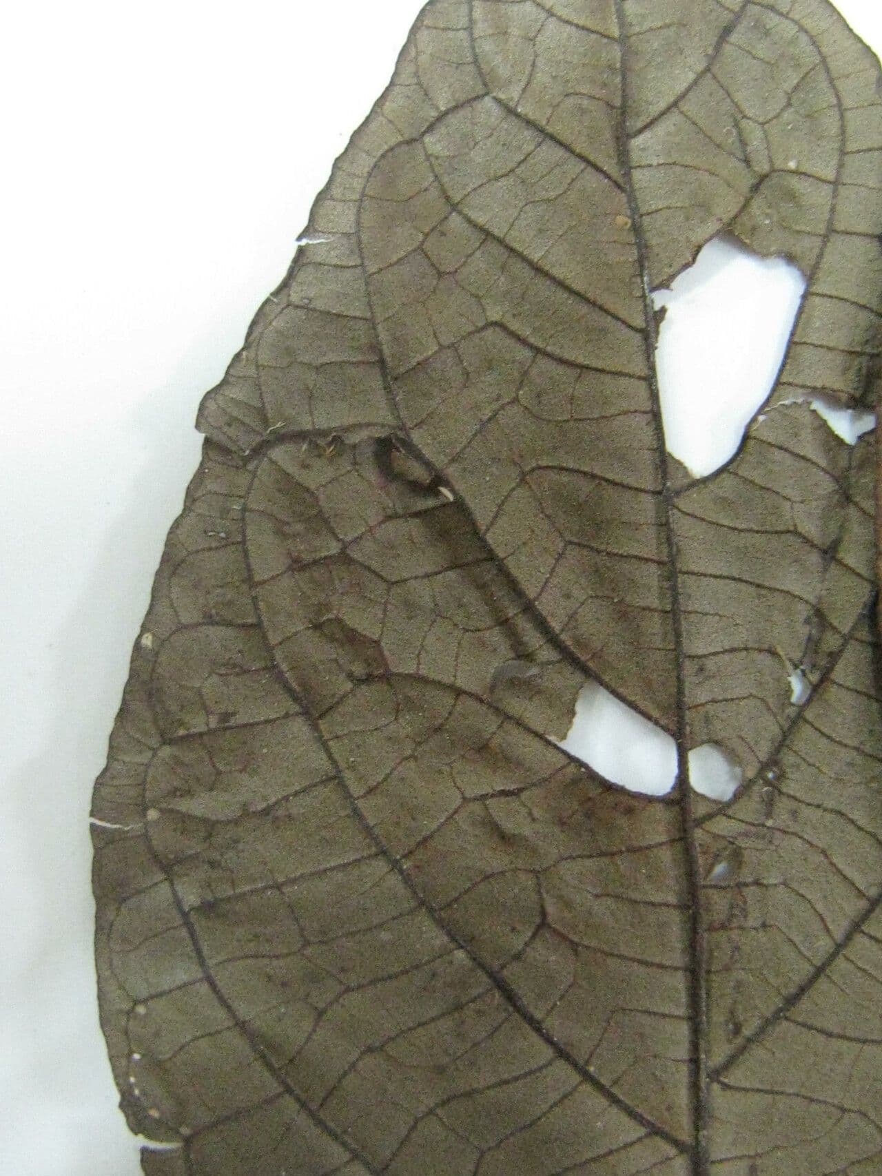 Campomanesia aromatica 3