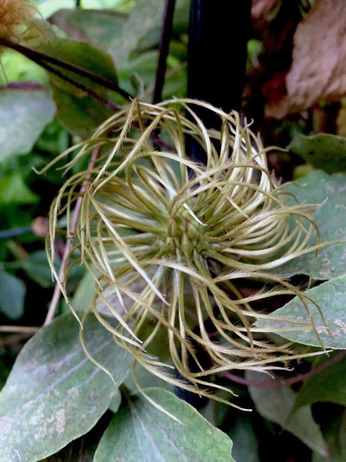 Clematis orientale 4