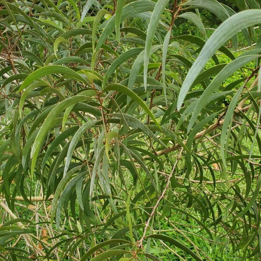 Acacia Koaoha 13