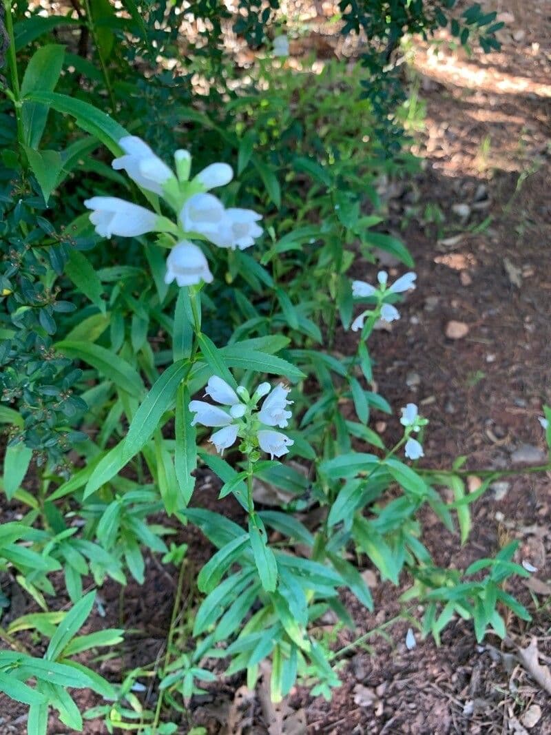 Chelone glabra 16