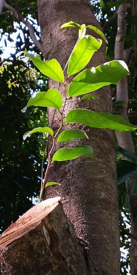 Hydnocarpus 4