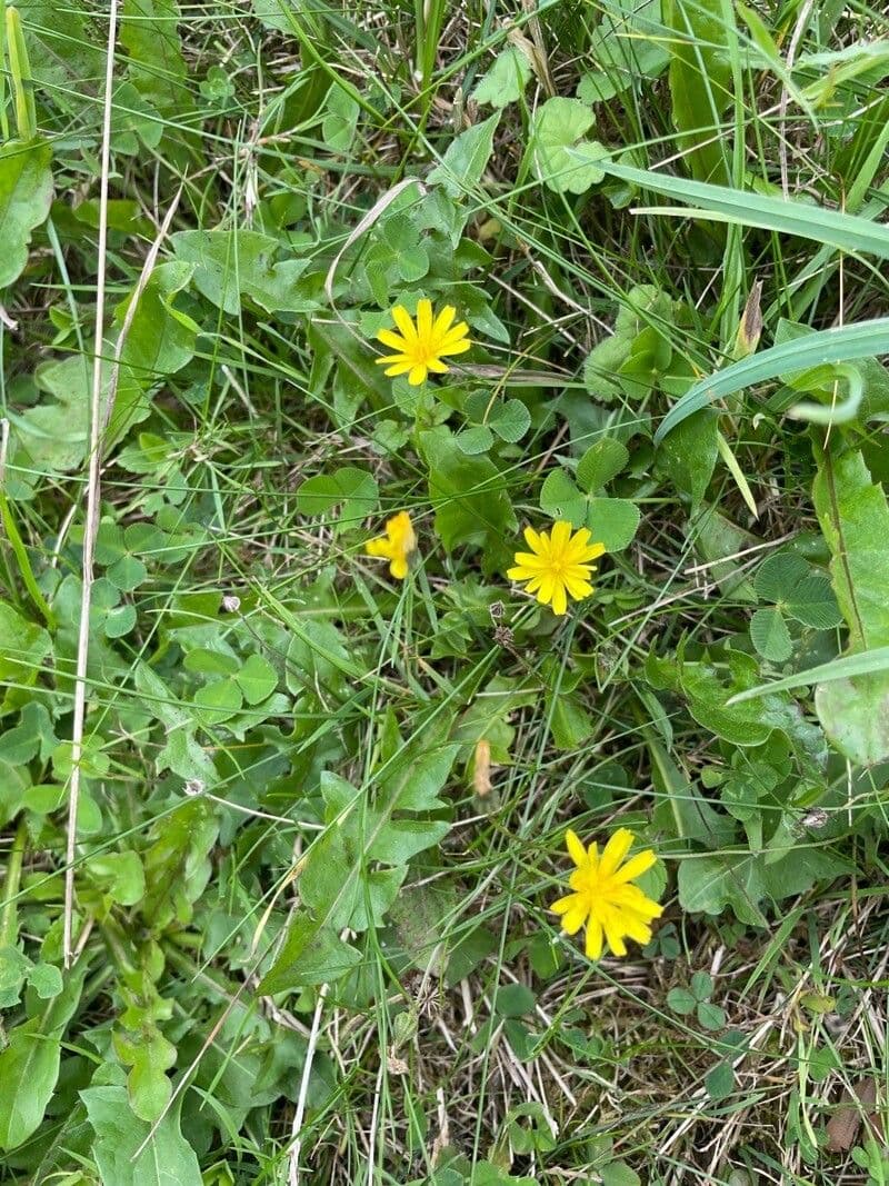 Felsen-Löwenzahn 11