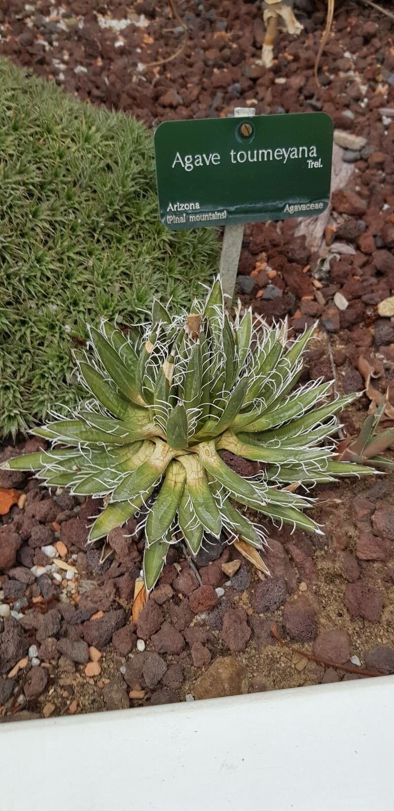Agave 3