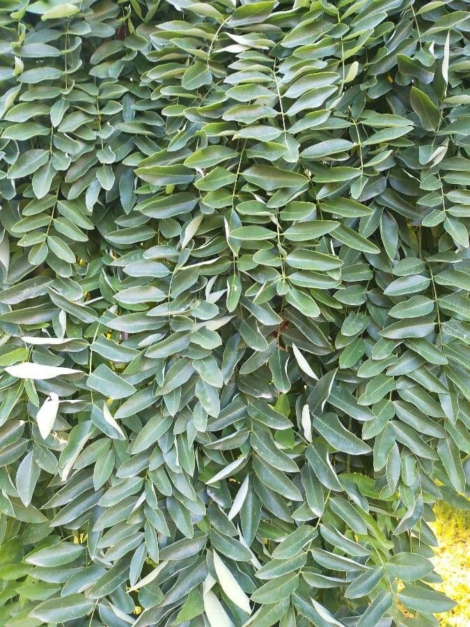 Cassia de Java 18