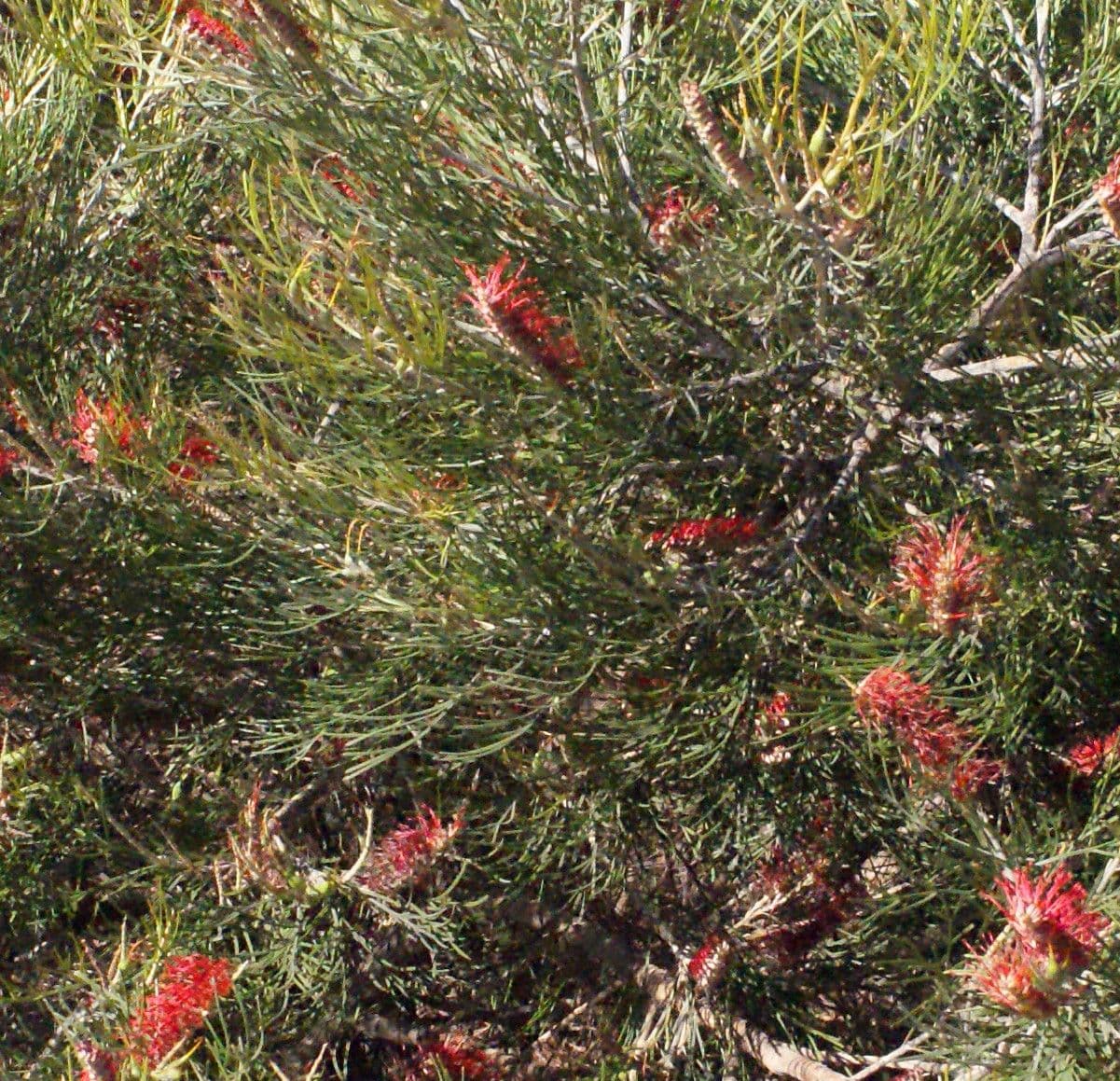 Grevillea 7