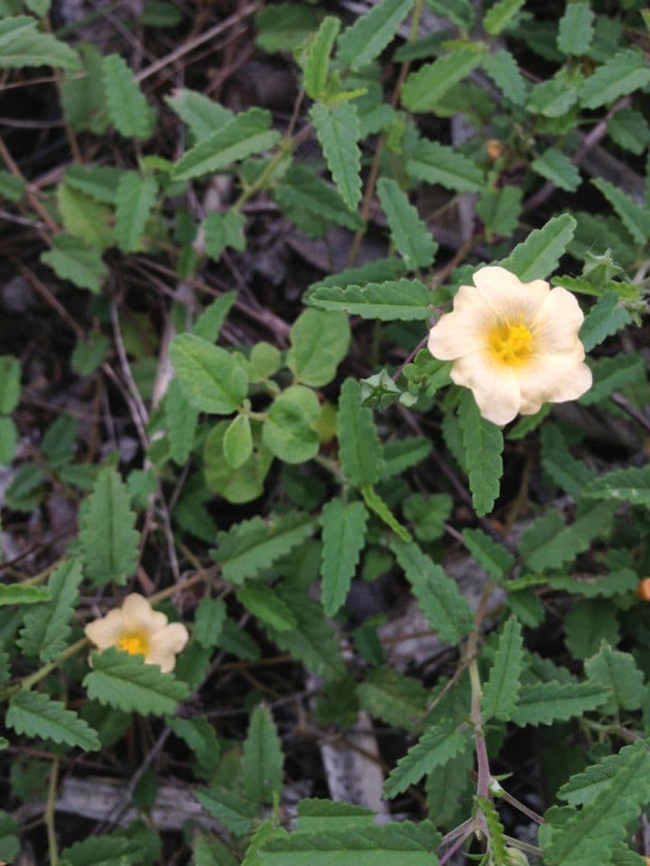 Malva 6