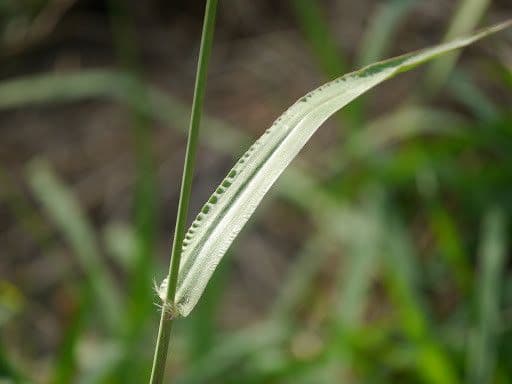 Urville-Paspalum 23