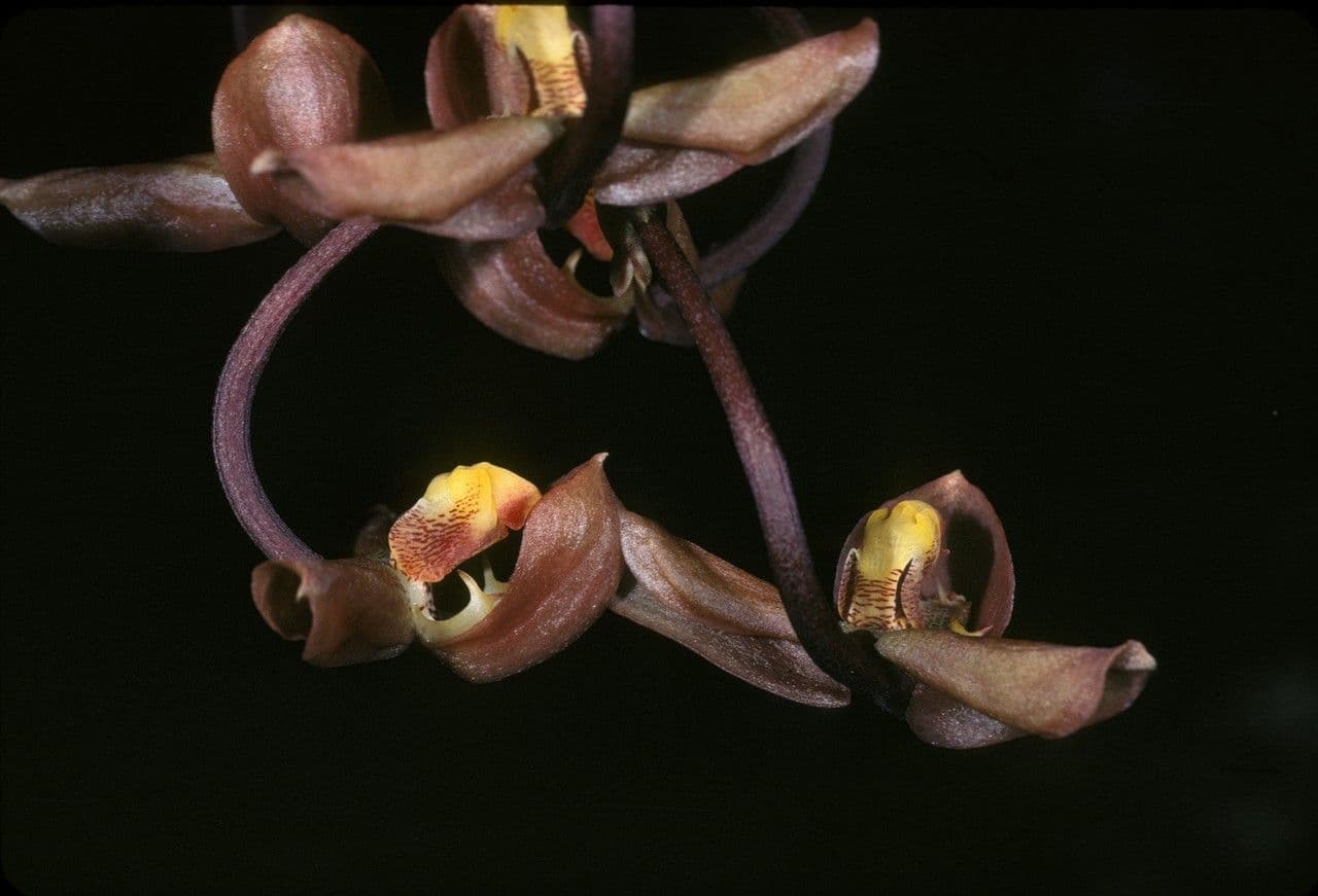 Gongora 5