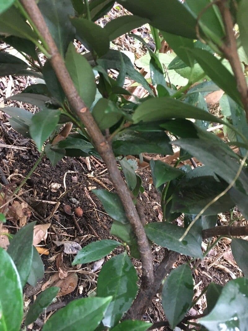 Camelia oleifera 22