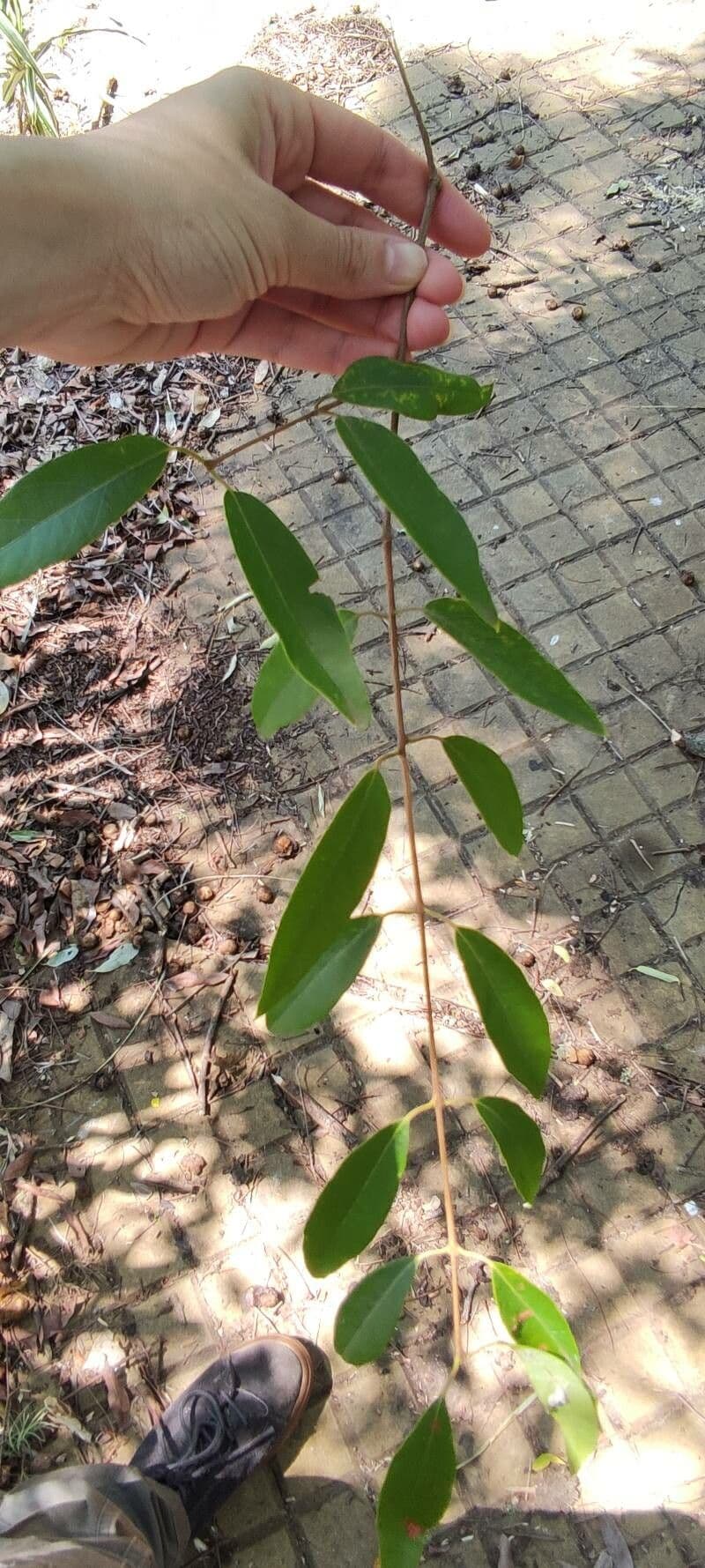 Eugenia 9