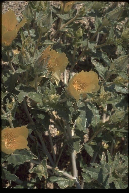 Mentzelia involucrata 11