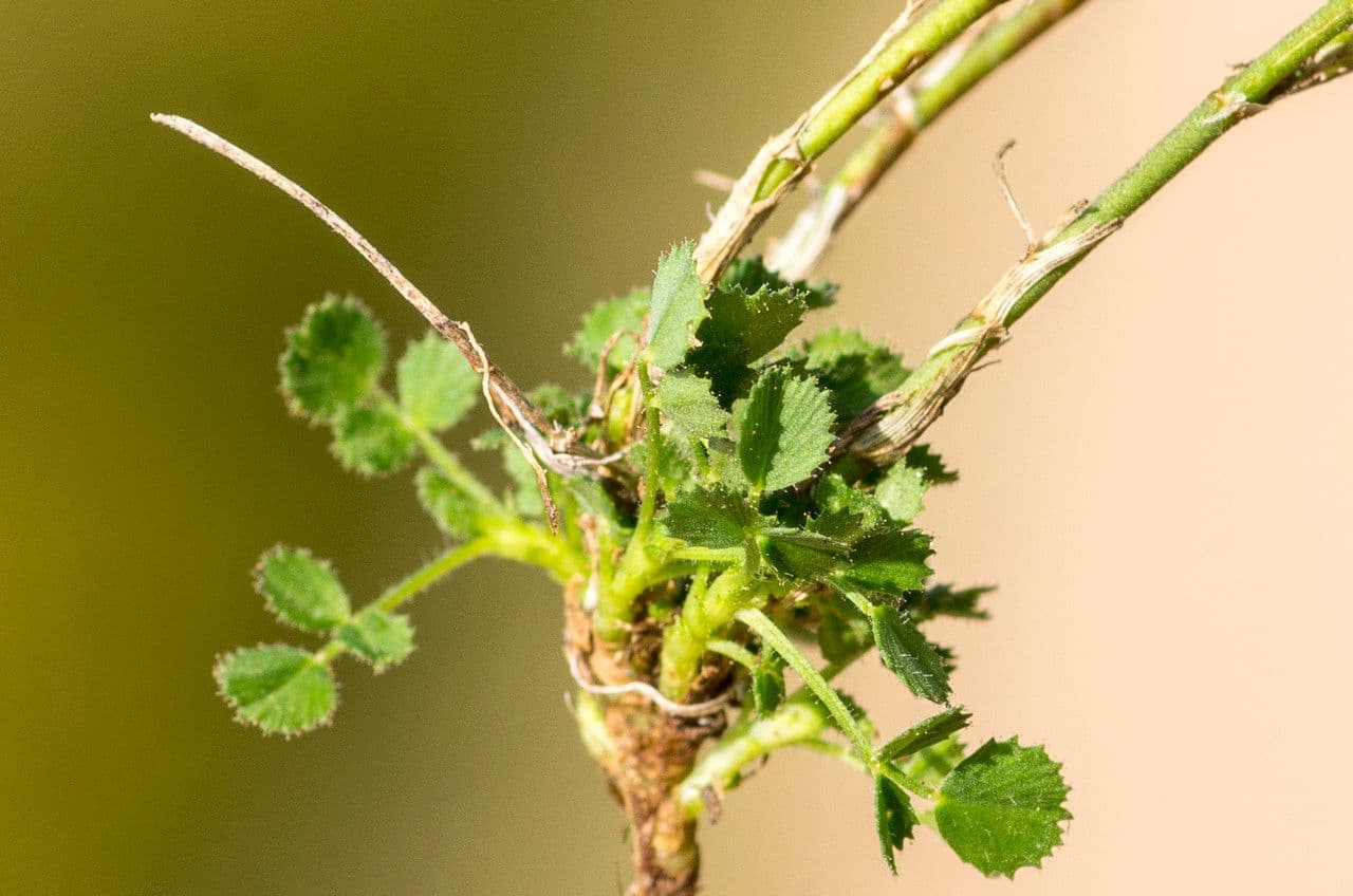 Ononis striata 8