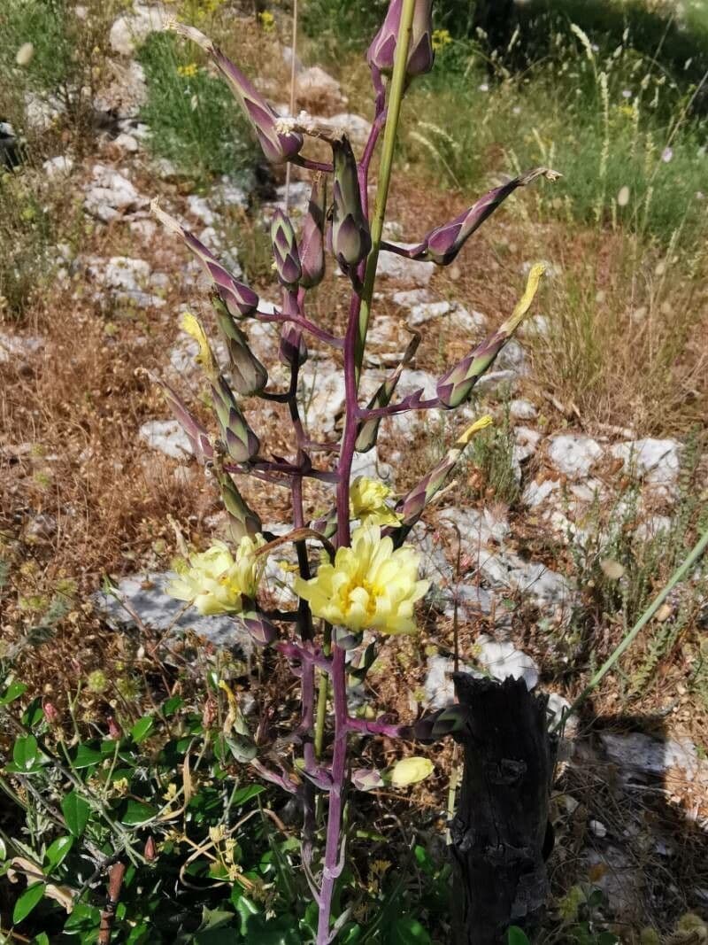 Lattuga tuberosa