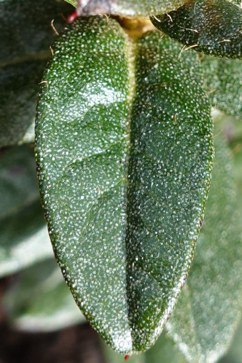 Rododendro del Salween 12