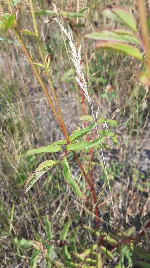 Sanguisorba canadese 12