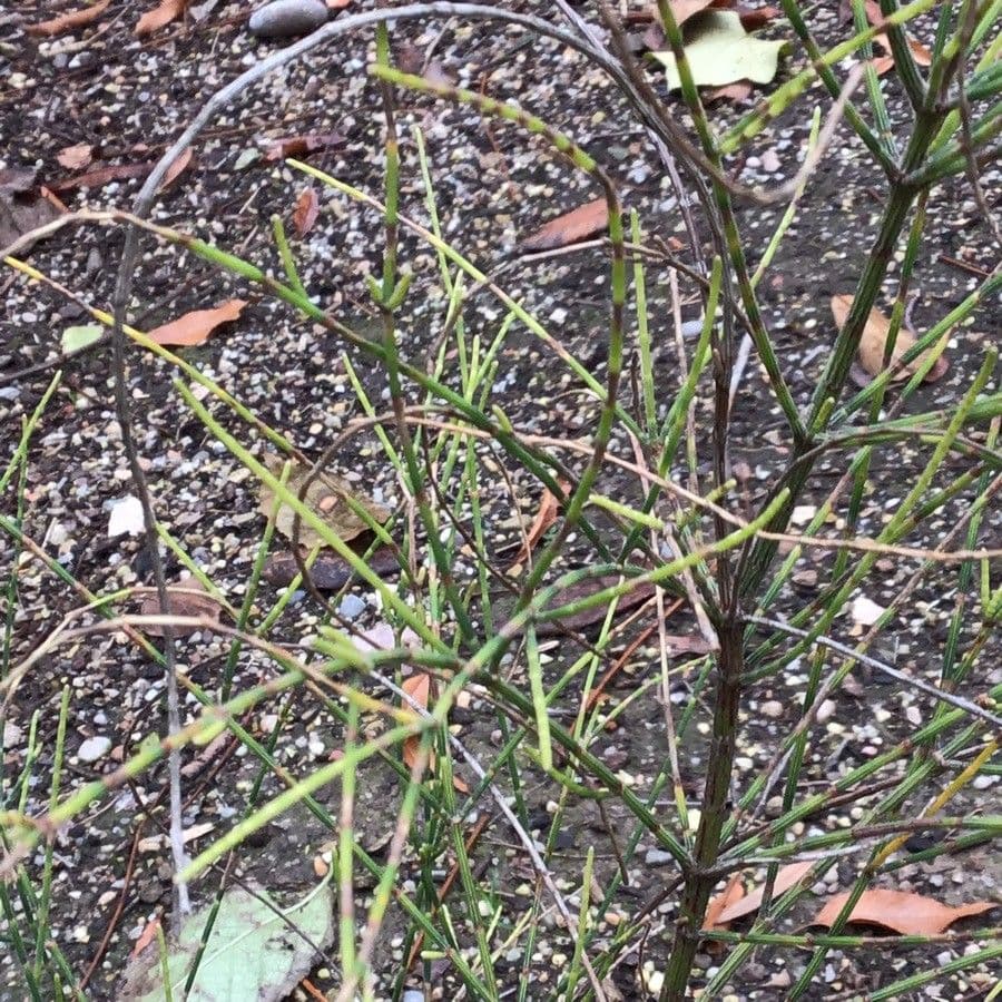 Casuarina 8
