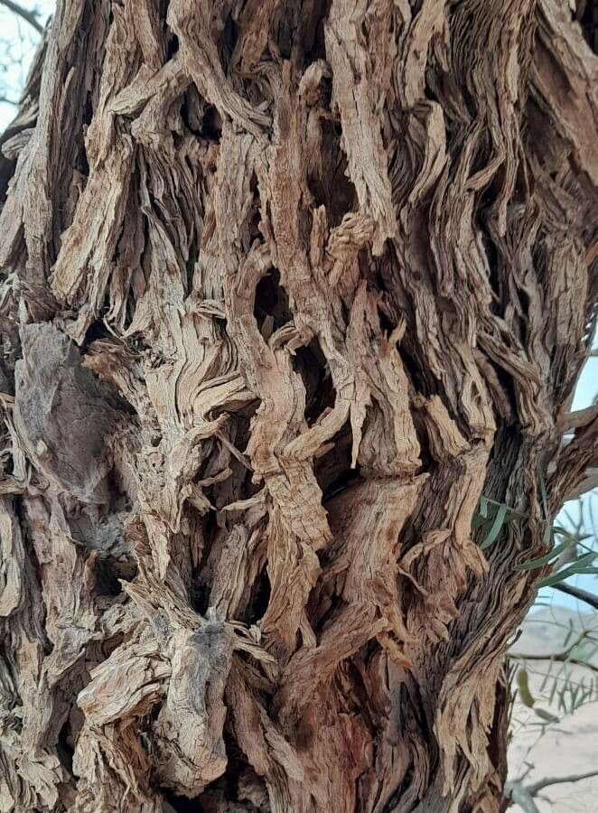 Mimosaceae 17