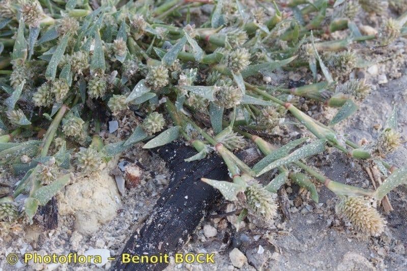Crypsis schoenoides 11