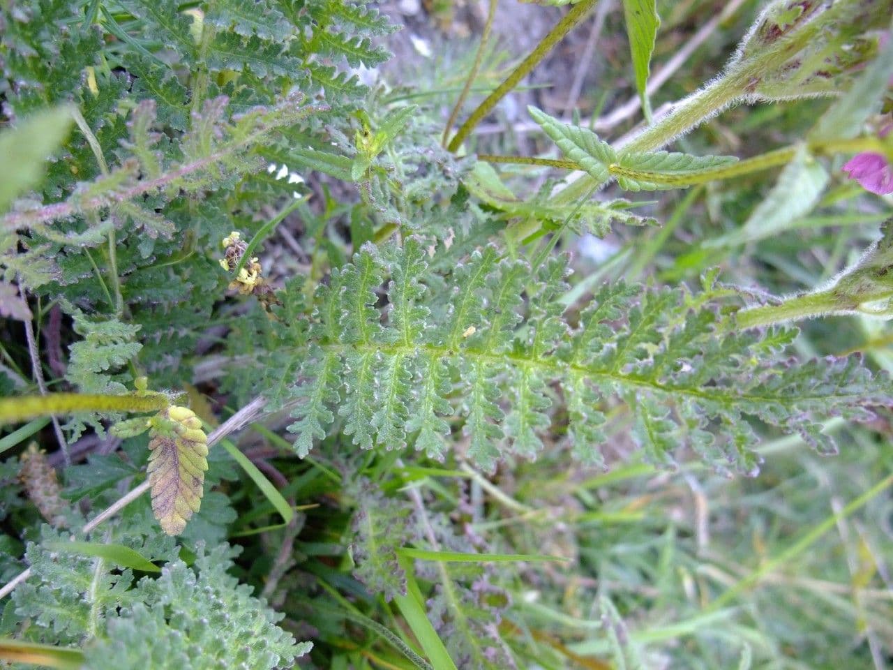 Pedicularis rostratospicata 14