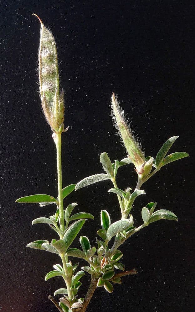 Citiso d'argento 26