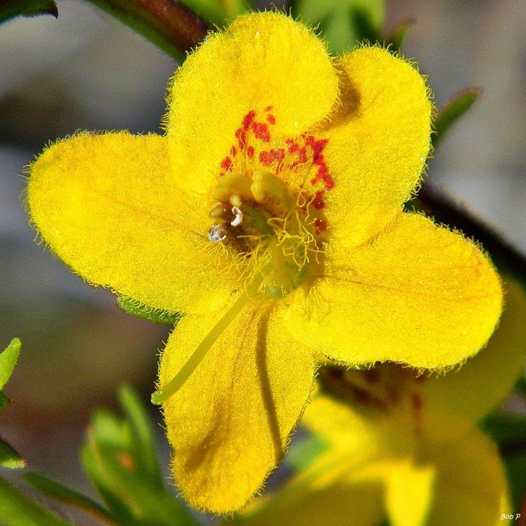Seymeria pectinata