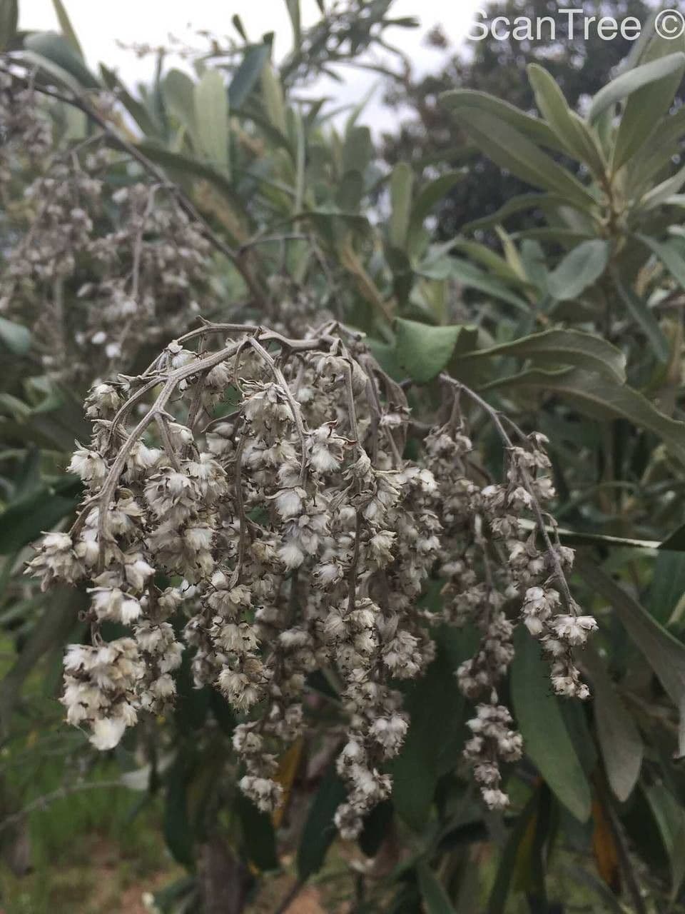 Kampherbaum 2