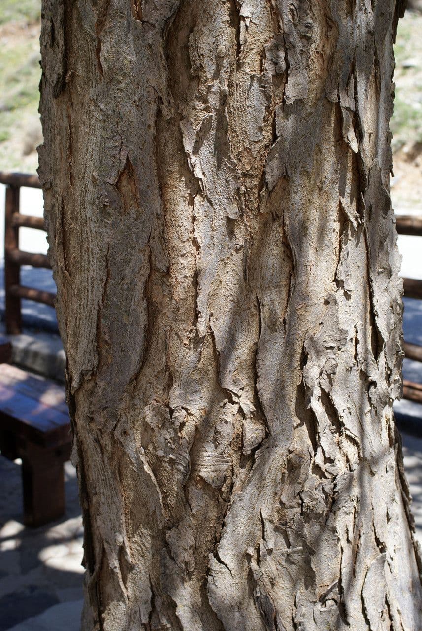 Zelkova cretese 15
