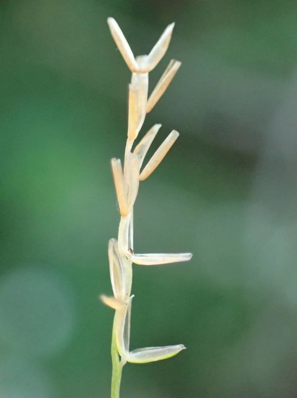Mibora minima 22