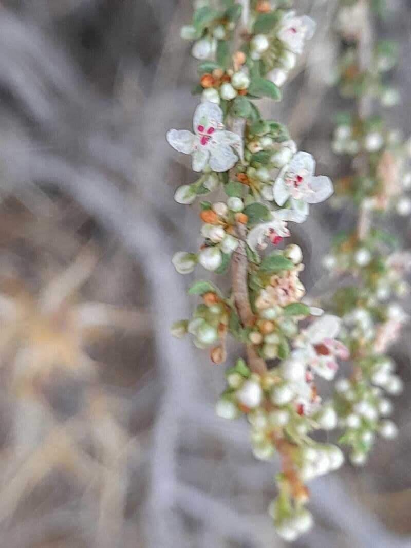 Pteropyrum 6