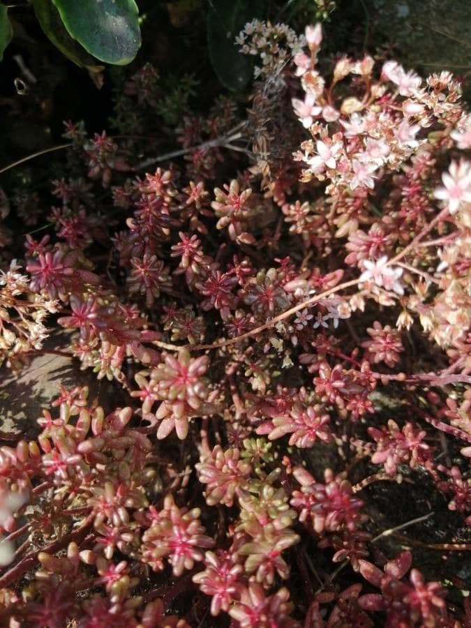 Roter Mauerpfeffer