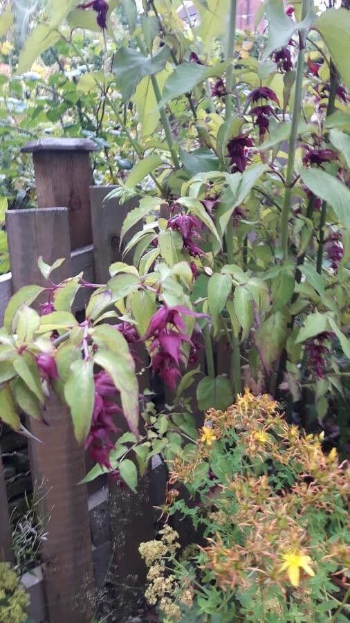 Leycesteria 16
